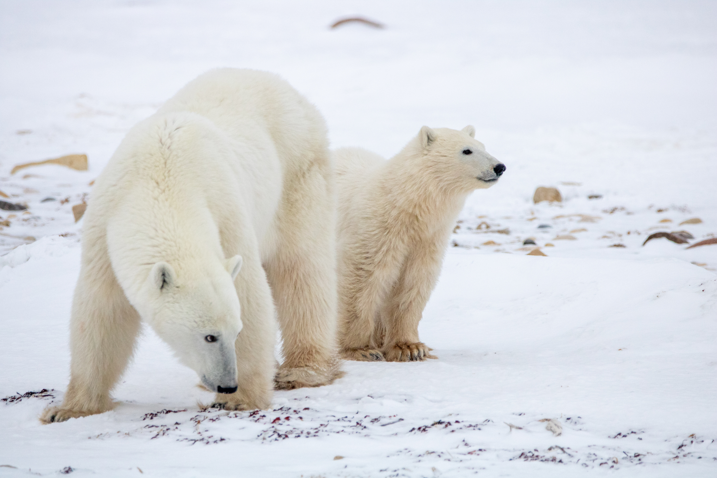 Photo from Tundra Buggy Lodge Town and Polar Bears safari tour